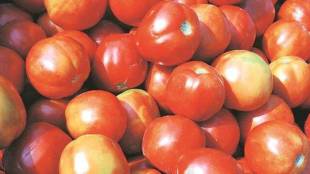 tomato price rise tomato rs 80 per kg at government centres