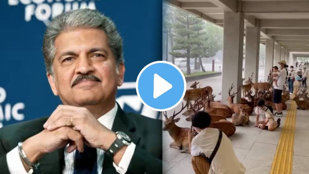 anand mahindra shares heartwarming video of deer taking shelter alongside humans amid heavy rain watch video