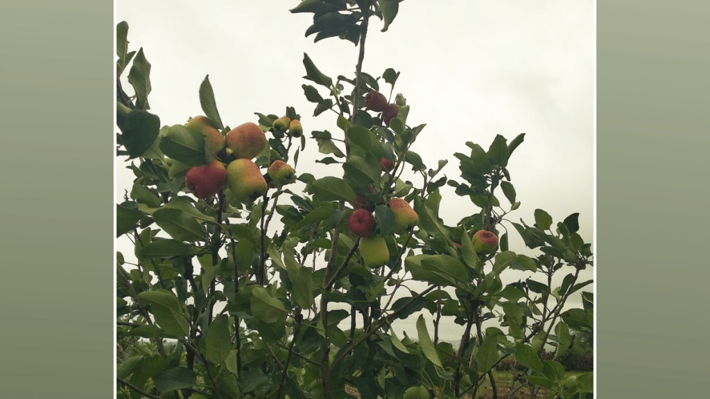 success apple cultivation experiment dindoori nashik