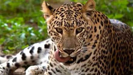 30 year old youth injured in leopard attack at sinnar