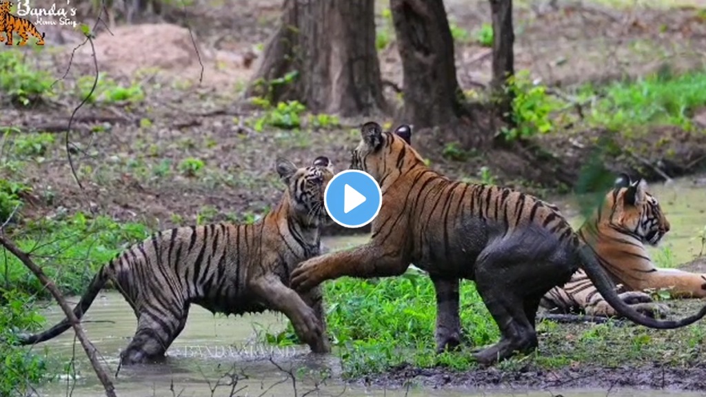 babli calves enjoy rainy season tadoba nagpur