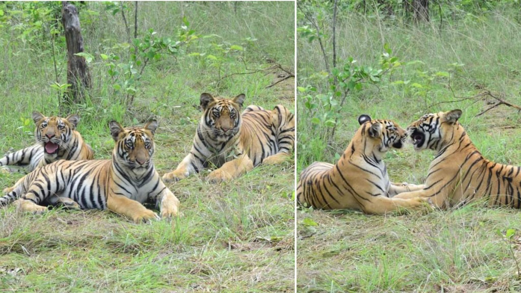 school friends visited tadoba bablis 3 calves chandrapur