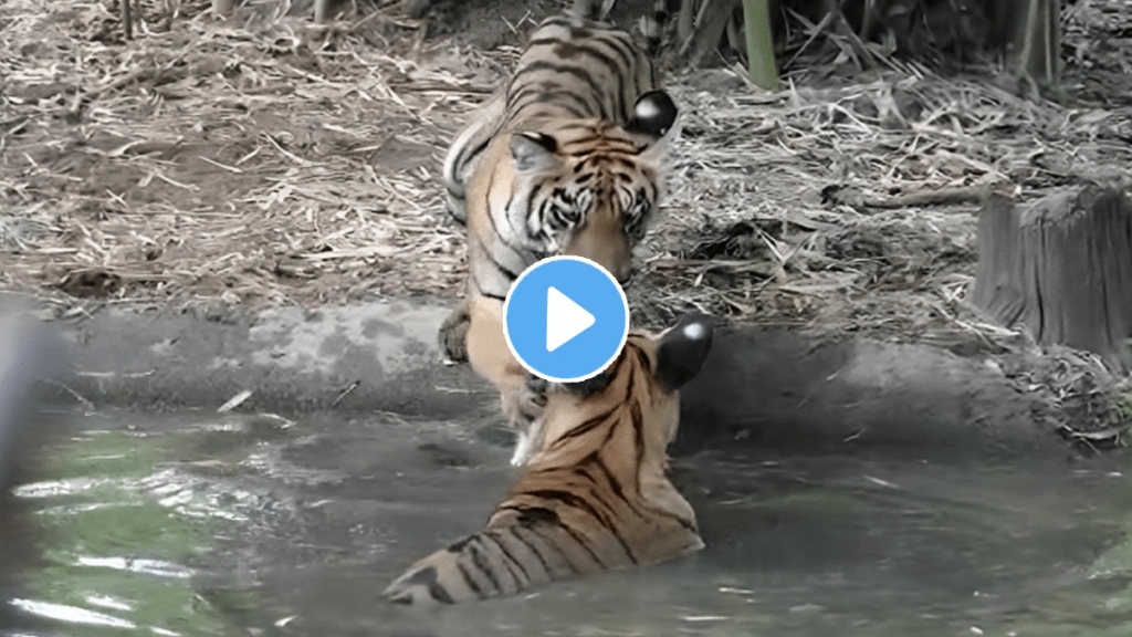 tourist enjoying bablis calves fun tadoba