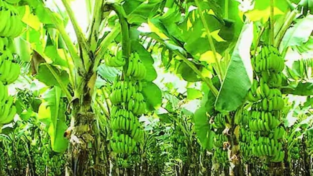 banana farm