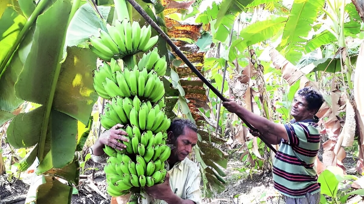 जळगाव: केळी उत्पादकांच्या समस्या सोडवा; जळगाव जिल्हाधिकार्यांना साकडे 