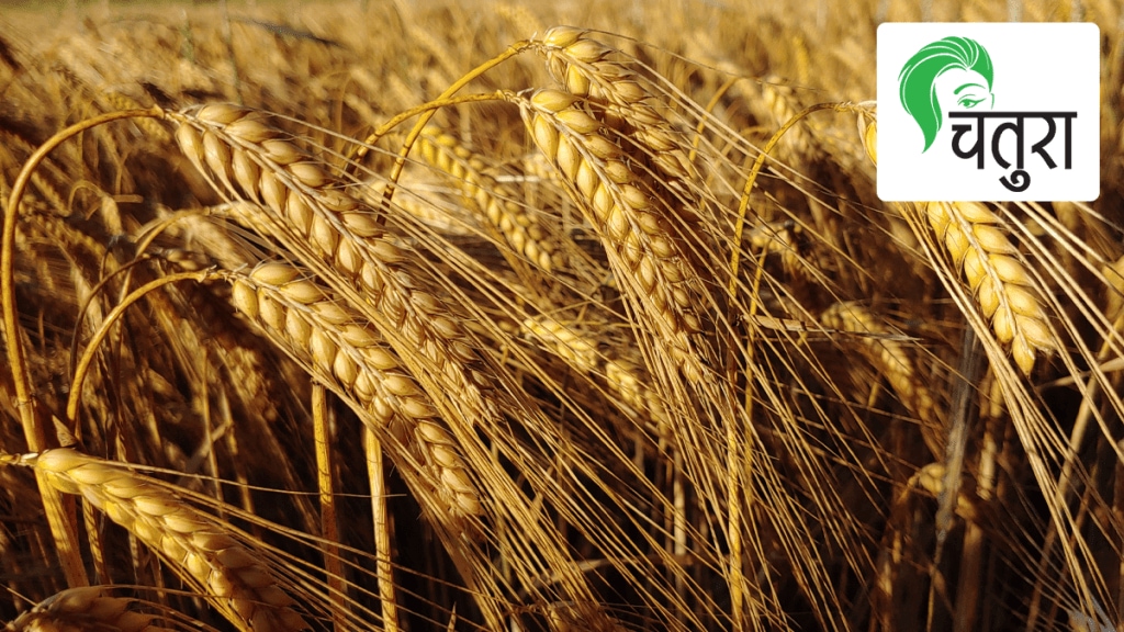 Barley essentially has cooling properties