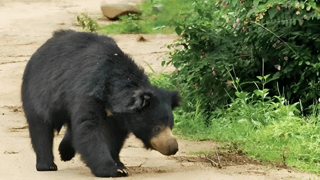 chandrapur bear attacked person morning chandrapur