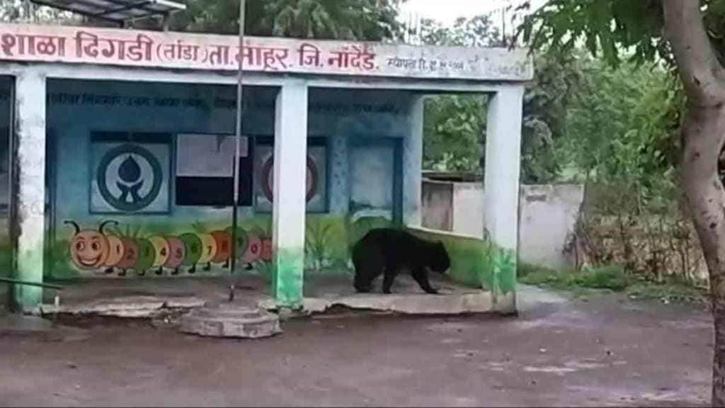 bears free movement in zilla parishad school bear enters zilla parishad school in mahur