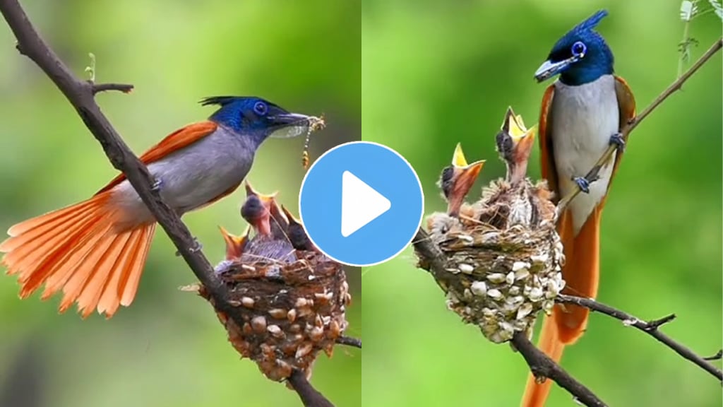 monsoons intensify bird mating more intense