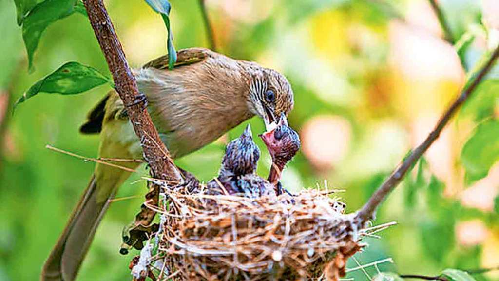 hot climate affects on birds breeding