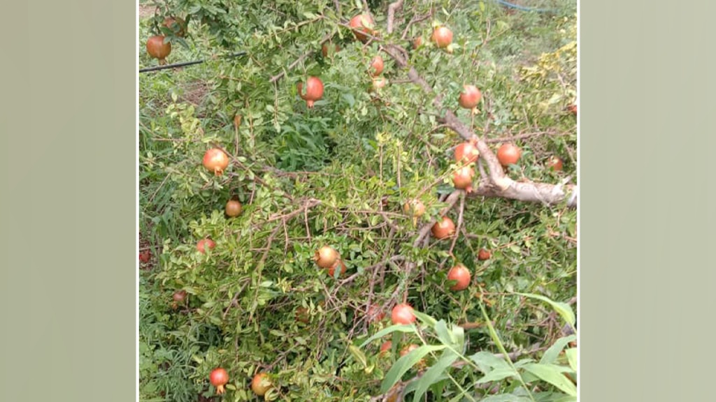 pomegranate orchards damaged wild boars nashik forest department demand farmer