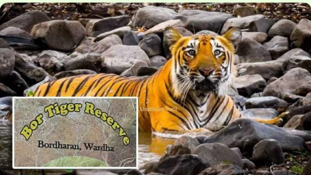 bore tiger reserve