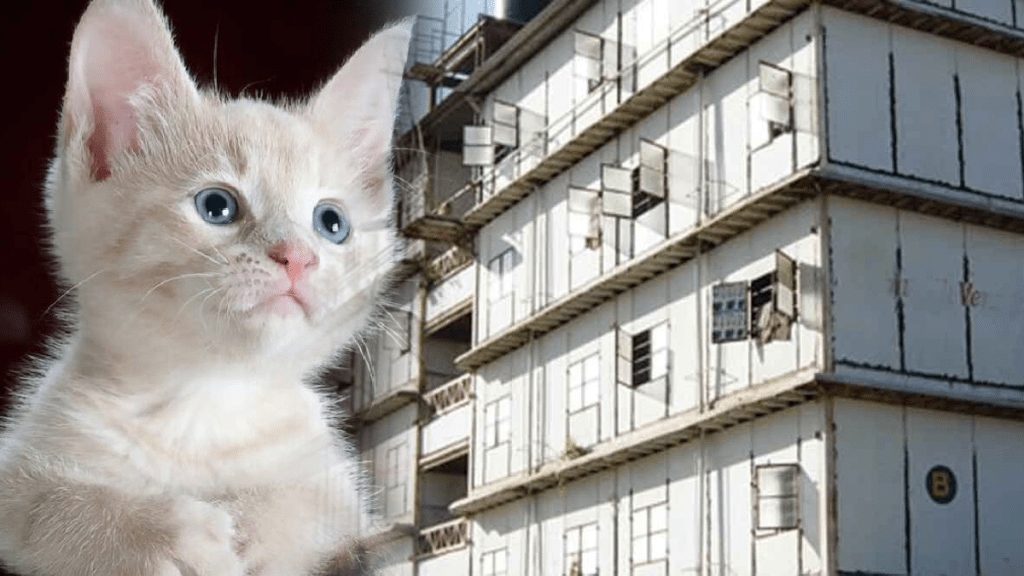 dombivali cat dies thrown second floor building thakurli