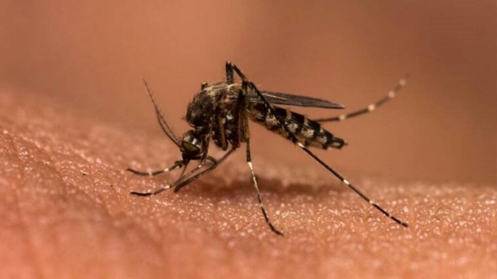 chikungunya patients increased nagpur