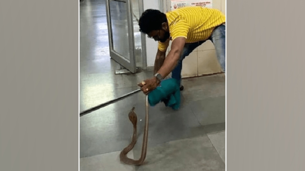 cobra snake found super specialty hospital nagpur