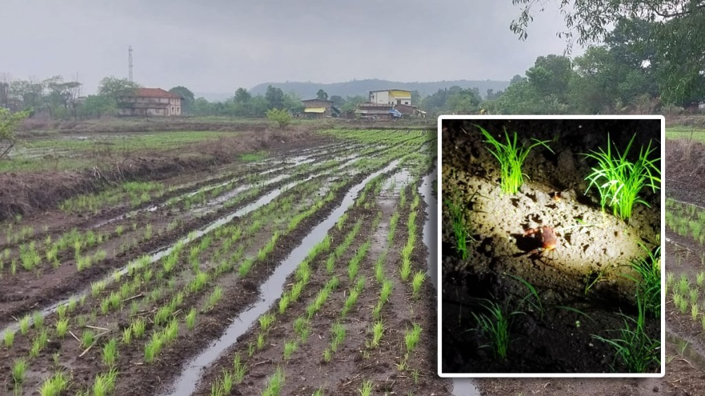 crab in farm