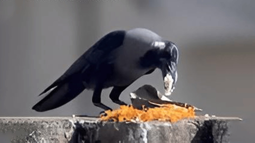 rice balls fed only crows teravi shraddha what reasons