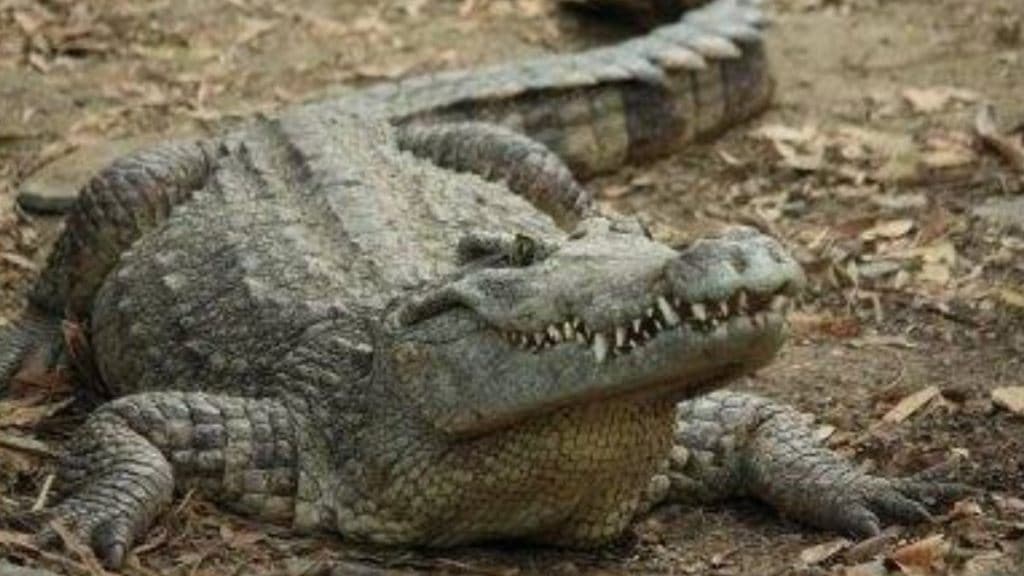 crocodile