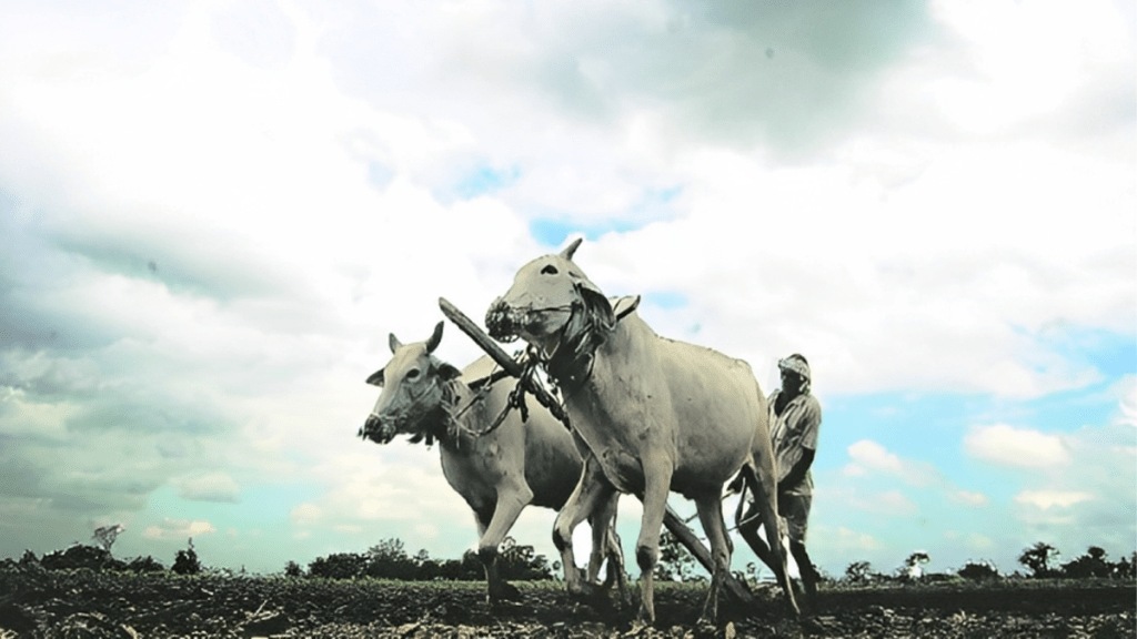 sowing disrupted chandrapur district irregularity monsoon rains