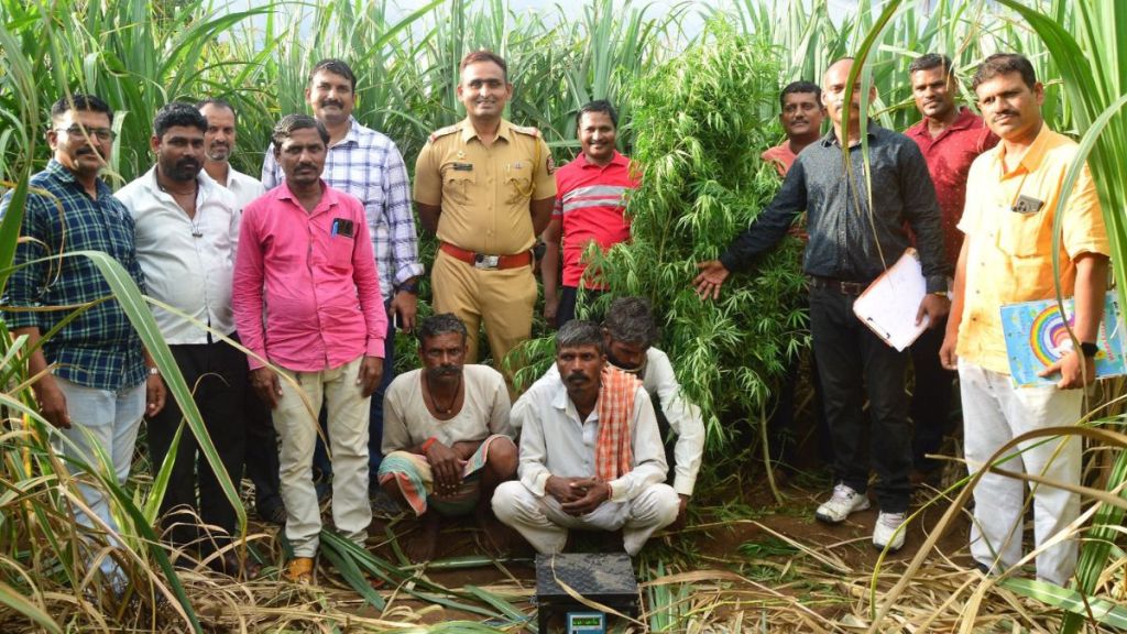 four arrested for Ganja cultivation