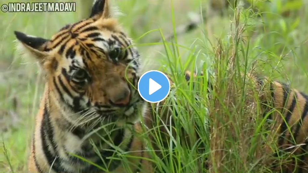 video tiger tadoba eating grass going viral social media