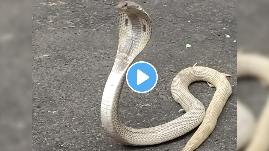 half white snake (1)