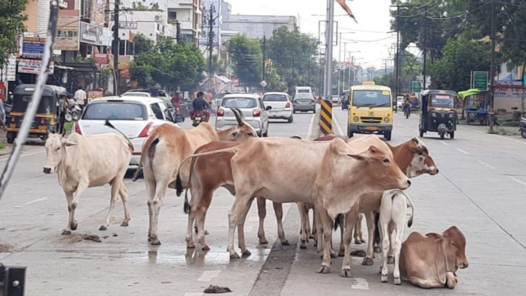 herd of cows