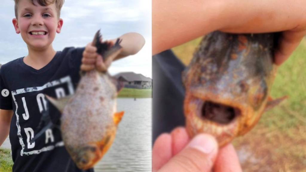 paku fish teeth look like human caught in oklahoma america