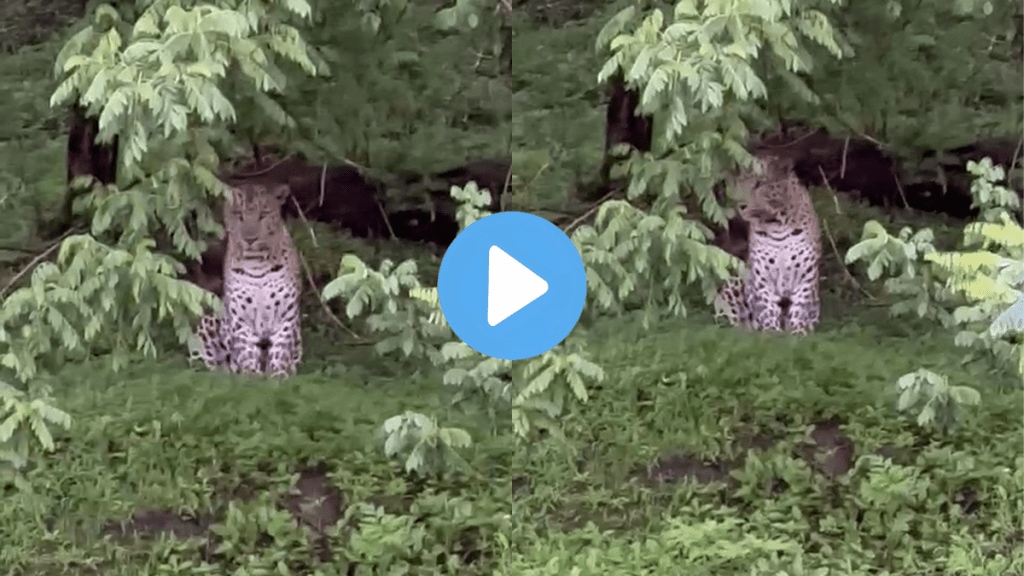 fear mordarwadi area sinhagad forest leopard found roaming pune