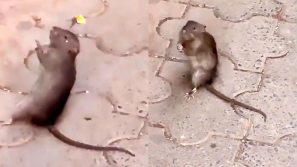 mouse claps for aarati outside temple in maharashtra viral video