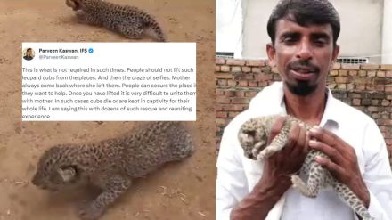 IFS officer's post after farmer took home leopard cubs