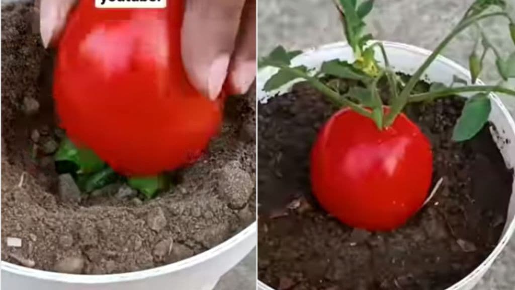 how to plant tomato at home in pot Hike in tomaoto price tips and tricks