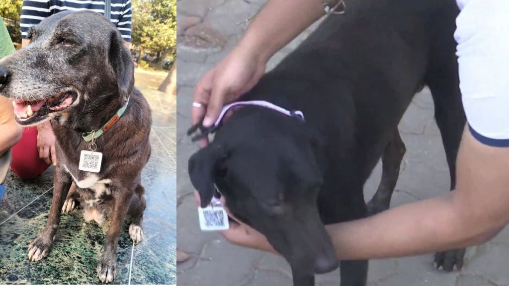 Stray dogs outside Mumbai Airport garlanded with Aadhaar cards and QR codes