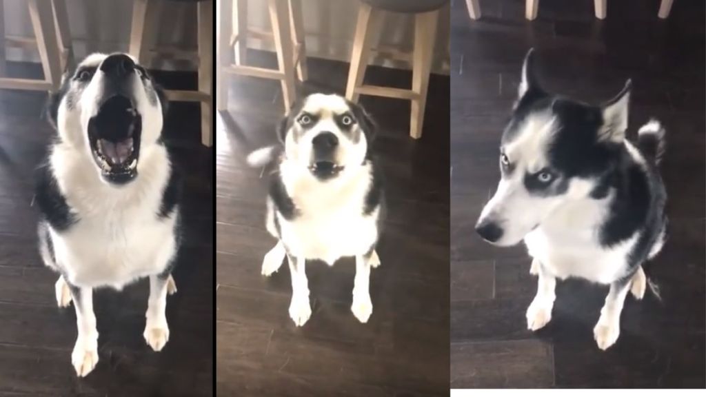 dog made a mess when owner asked was not ready to lose argument Viral Video