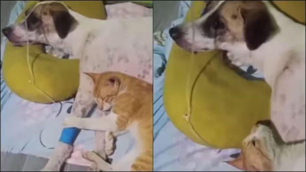 Cat refuses to leave sick dog’s side in viral video