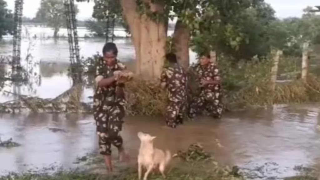 Andhra police rescue puppies stranded in flood, reunite them with the mother