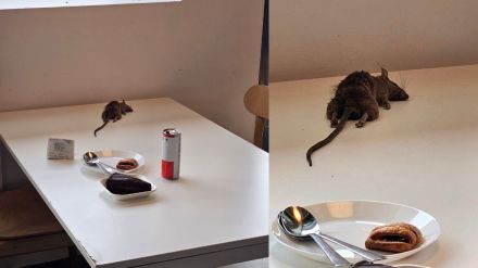 Bengaluru IKEA Apologises After Customer's Viral Tweet Shows Dead Rat Drops on Food Court Table