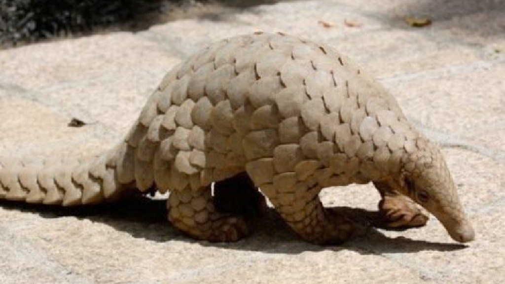 pangolin