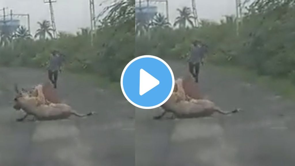 a farmer saved a cow from lioness attack video goes viral