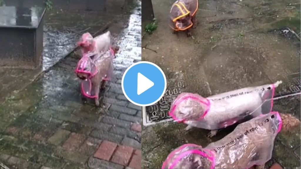 cute dogs wearing raincoat video goes viral in rainy monsoon season