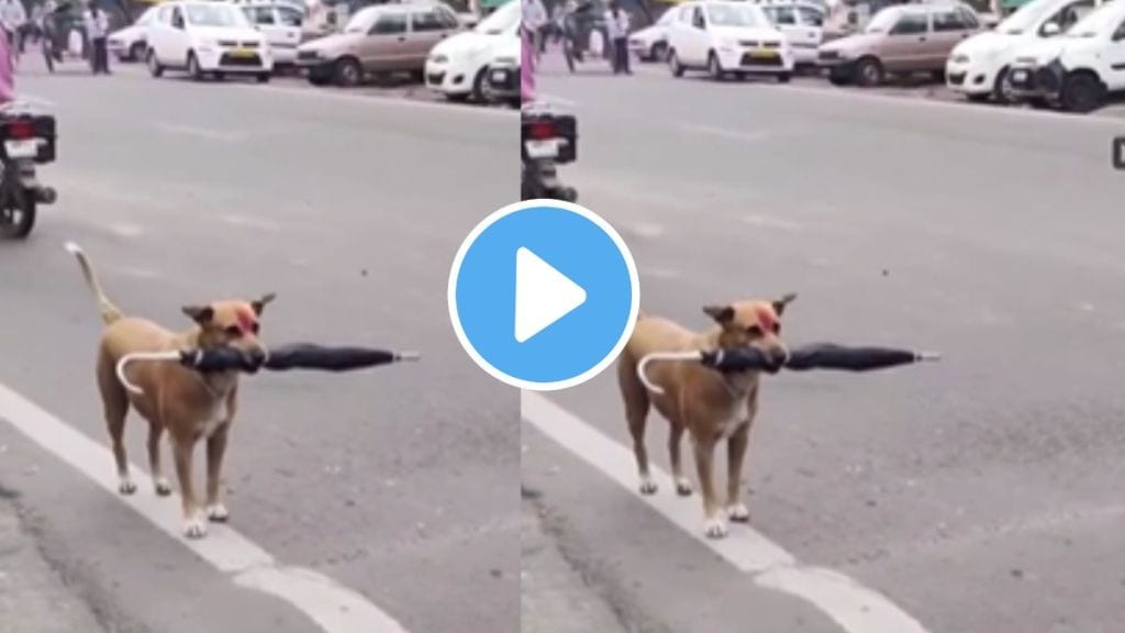 how patiently a dog is waiting for owner video goes viral of pet animal