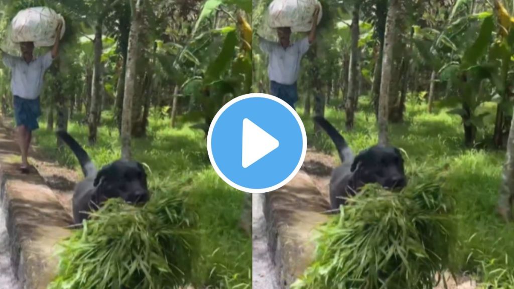 viral video of dog friendship with farmer a friend in need is a friend indeed