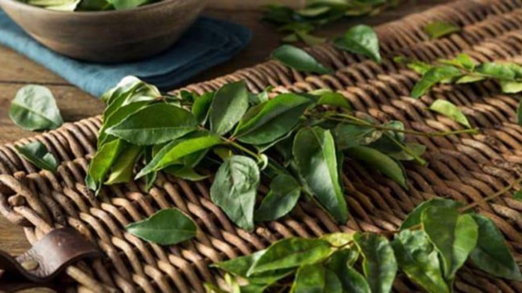 how to store Curry Leaves or kadi patta for 5-6 months try these remedies at home