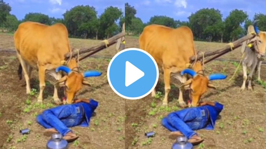 Why is a bullock called a farmers friend watch emotional video viral