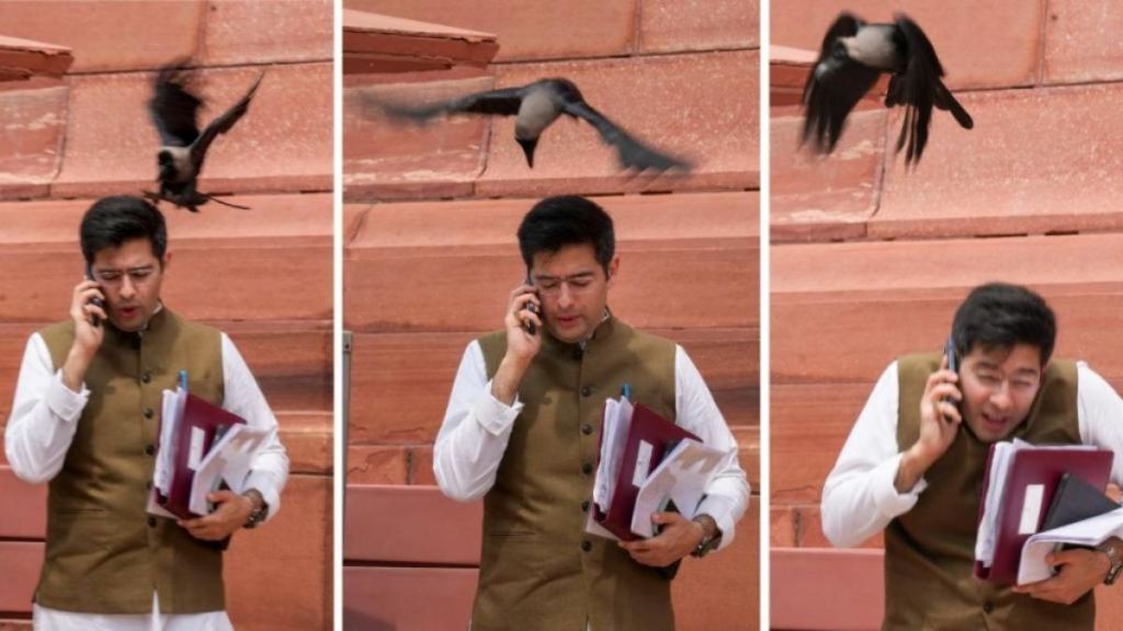 aap leader raghav chadha was hurt by a crow in parliament area photo goes viral