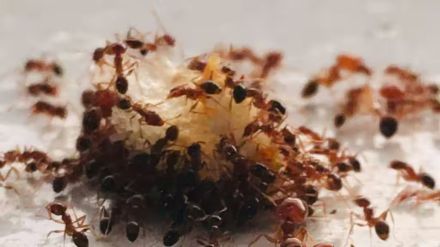 one rupees thing can keep sugar safe from ants home remedies