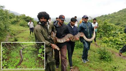 python rescued and released in forest