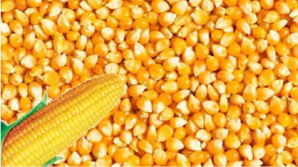 sweet corn