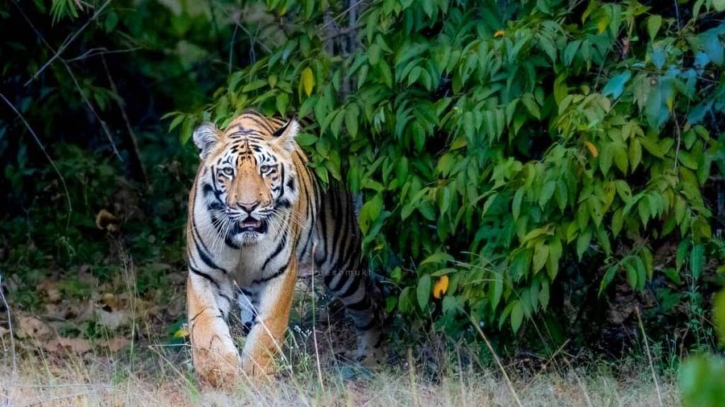 woman died tiger attack chandrapur