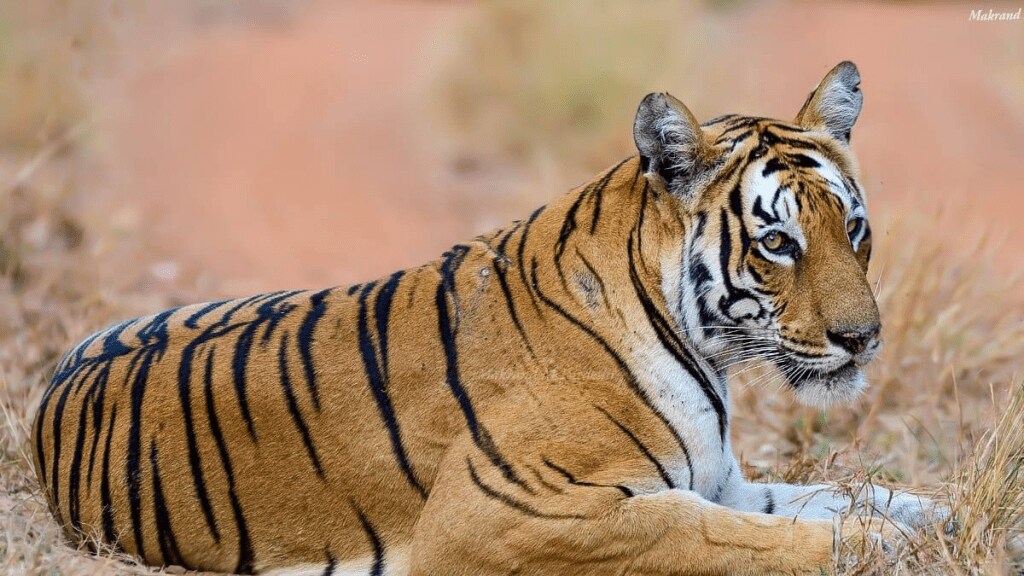 chandrapur death injured tigress pombhurna